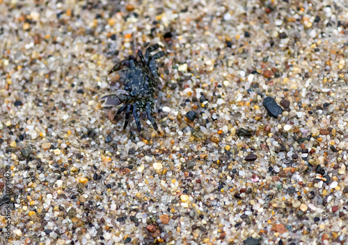 tiny black speckled rock crab with large claw