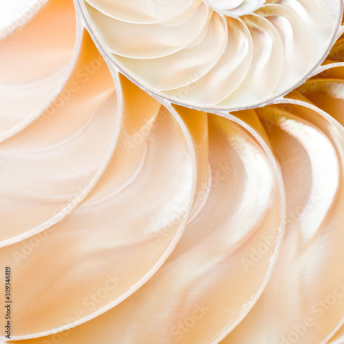 Details of an ammonite illustrating the Fibonacci sequence