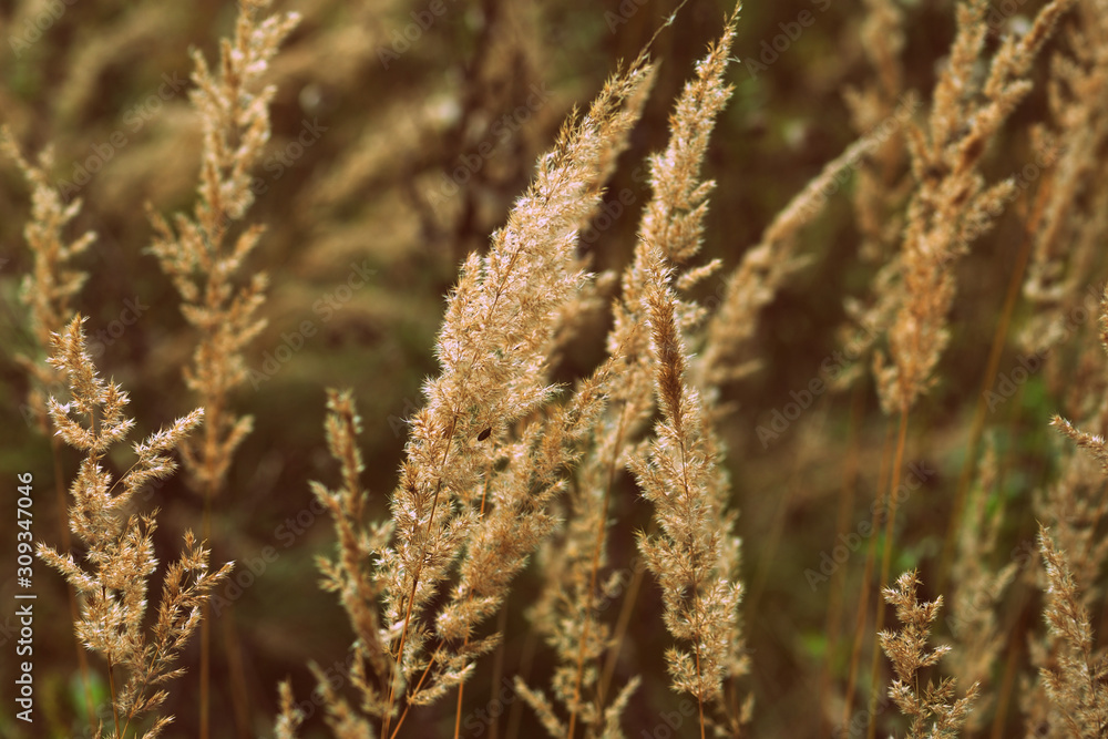 Dry grass in the summer meadow close-up. Natural background retro style toned Dry grass in the summer meadow close-up. Natural background retro style toned