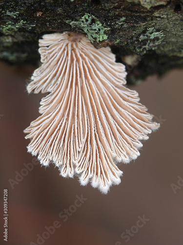 Schizophyllum commune, known as split gill or splitgill mushroom, wild medicinal fungus from Finland photo