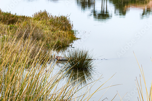 wild grasses and shrubs reflected in water at bird sanctuary