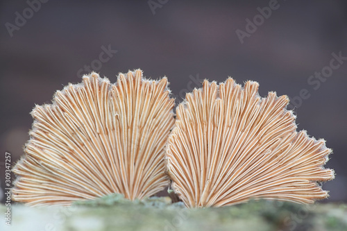 Schizophyllum commune  known as split gill or splitgill mushroom  wild medicinal fungi from Finland