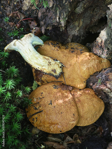 Buchwaldoboletus lignicola, known as the Wood Bolete, wild mushroom from Finland photo