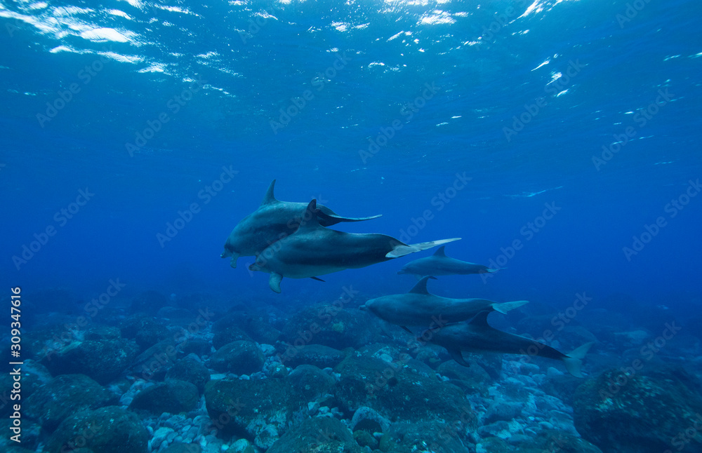Obraz premium dolphins underwater photography