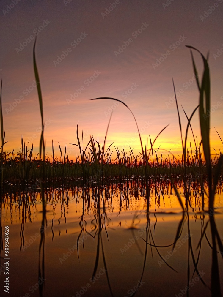 The shadow of t rice reflecting evening water The shadow of t rice reflecting evening water