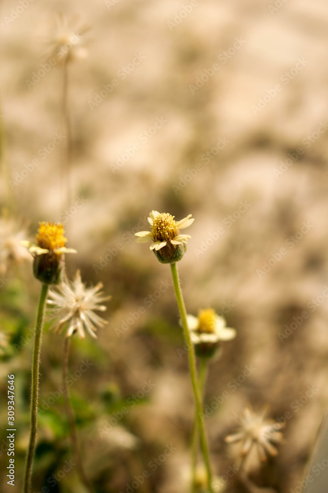 Close-up, flower pattern, background blur, yellow tone. Close-up, flower pattern, background blur, yellow tone.