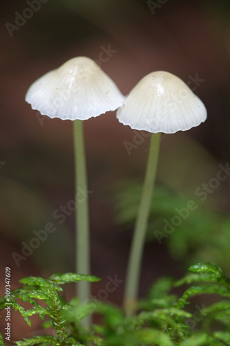Mycena epipterigya, known as Yellowleg Bonnet, bonnet mushroom from Finland