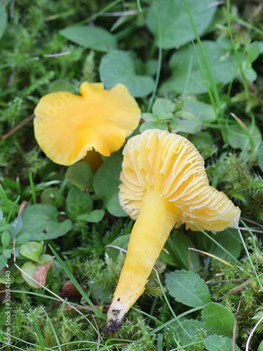 Hygrocybe chlorophana, known as golden waxcap, wild mushroom from Finland photo