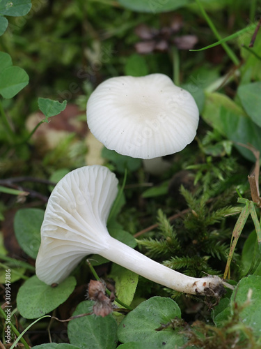 Cuphophyllus virgineus, known as the snowy waxcap, wild mushrooms from Finlands