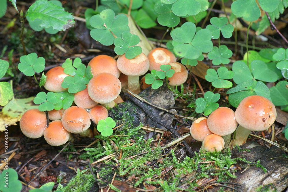 Hypholoma Lateritium Known As Brick Cap Or Brick Tuft Wild Mushroom Hypholoma Lateritium Known As Brick Cap Or Brick Tuft Wild Mushroom