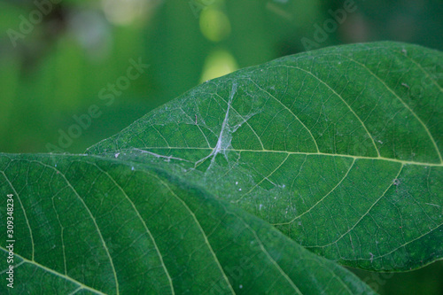 close up spider web on green leaves.