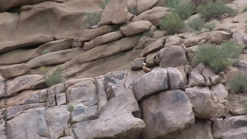 Mongolia, northwestern foothill areas. Landscapes.