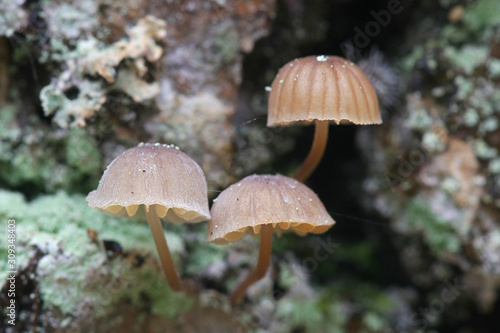 Mycena meliigena, a bonnet mushroom growing on oak trunk © Henri Koskinen