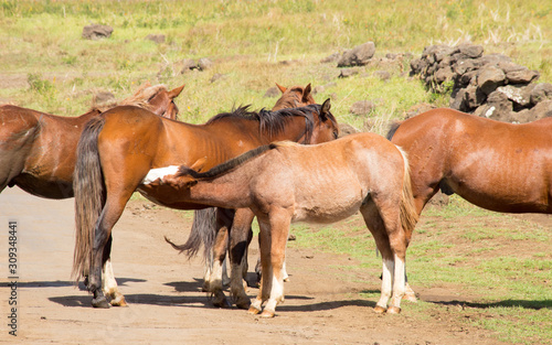 A foal is suckled by its mother. Wild horses along a road in the interior of Easter Island, Chile