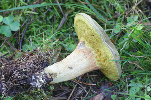 Xerocomus subtomentosus, known as suede bolete, brown and yellow bolet, boring brown bolete or yellow-cracked bolete, wild edible mushroom from Finland photo