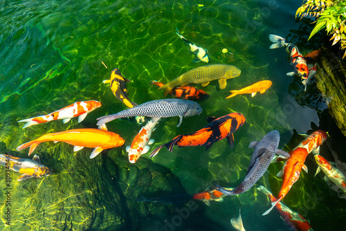 Movement group of colorful koi fish in clear water. This is a species of Japanese carp in small lakes in the ecological tourist attractions.