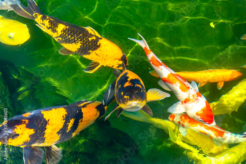 Movement group of colorful koi fish in clear water. This is a species of Japanese carp in small lakes in the ecological tourist attractions. photo