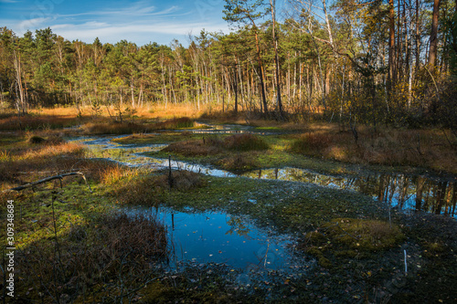 Gozdzikowe swamp at autumn near Celestynow, Masovia, Poland photo
