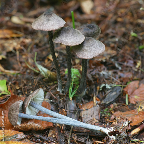 Entoloma tjallingiorum, known as Hairy Pinkgill, wild mushroom from Finland photo