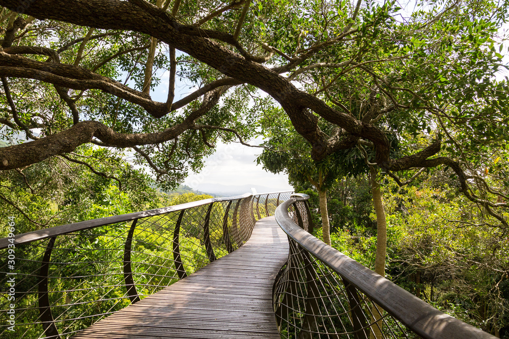 Treetop path of the botanical garden Kirstenbosch, Cape Town, South Africa Treetop path of the botanical garden Kirstenbosch, Cape Town, South Africa