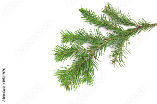 Fir branch on a white background.
