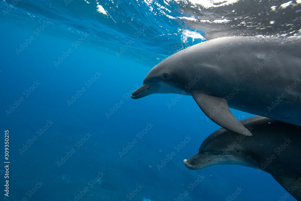 Naklejka premium dolphin in blue water