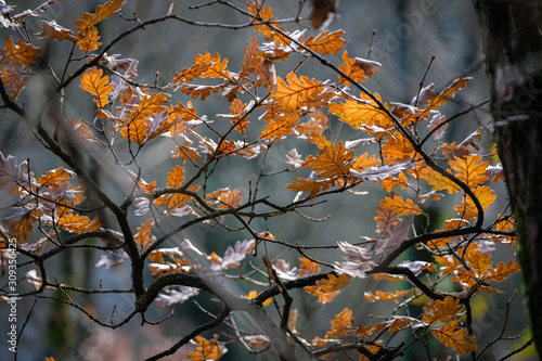 Feuilles de chêne en automne