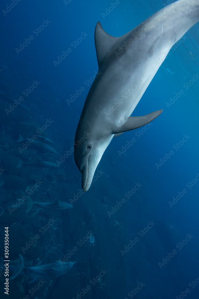 dolphin in water dolphin in water