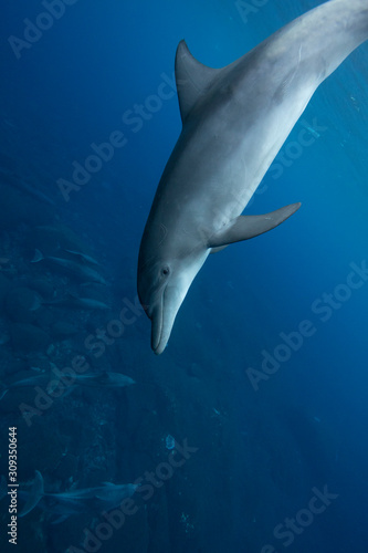 dolphin in water © 敏治 荒川
