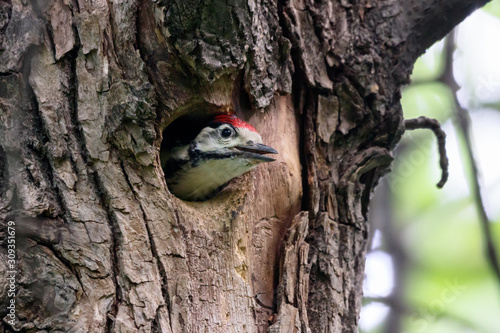 Great spotted woodpecker dendrocopos major juvenile looking from hollow in tree. Cute common forest bird in wildlife. photo