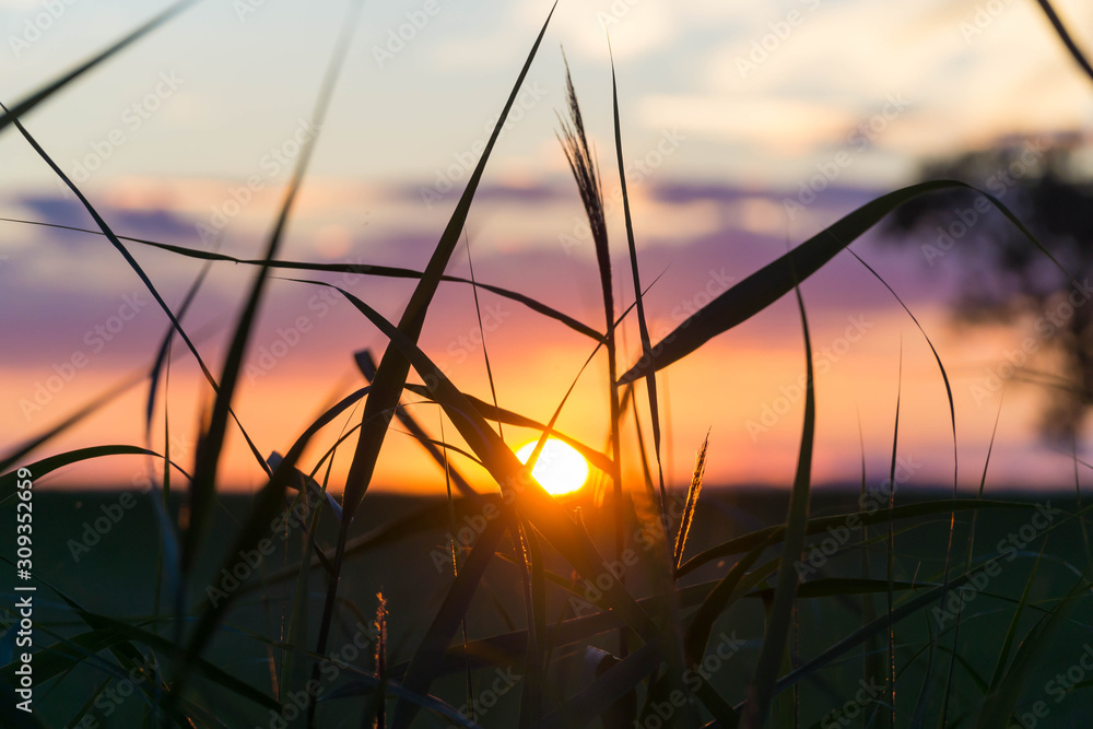 Sunset over a meadow with wild flowers in the foreground Sunset over a meadow with wild flowers in the foreground