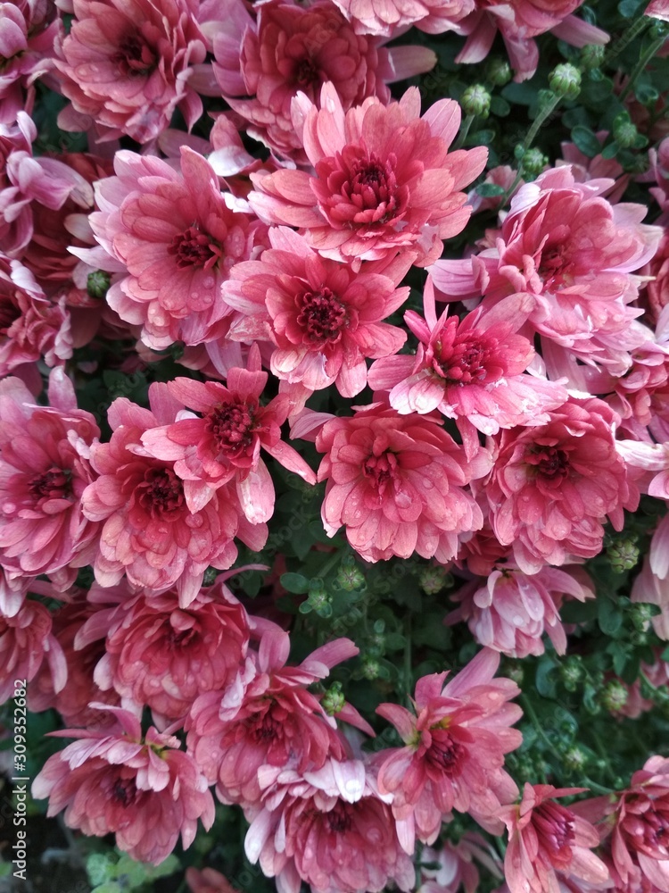 beautiful pink and purple chrysanthemum flowers. Many different sized flowers and unopened buds and green leaves. beautiful pink and purple chrysanthemum flowers. Many different sized flowers and unopened buds and green leaves.
