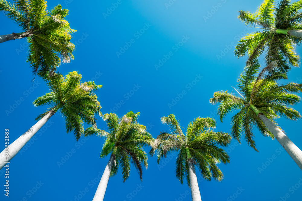 Looking up to beautiful coconut palm trees growing in a circle on the coast at Anse Vata beach in Noumea, New Caledonia, an island in South Pacific Ocean.