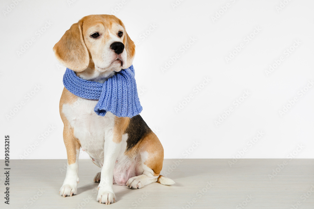 Purebred Beagle dog.