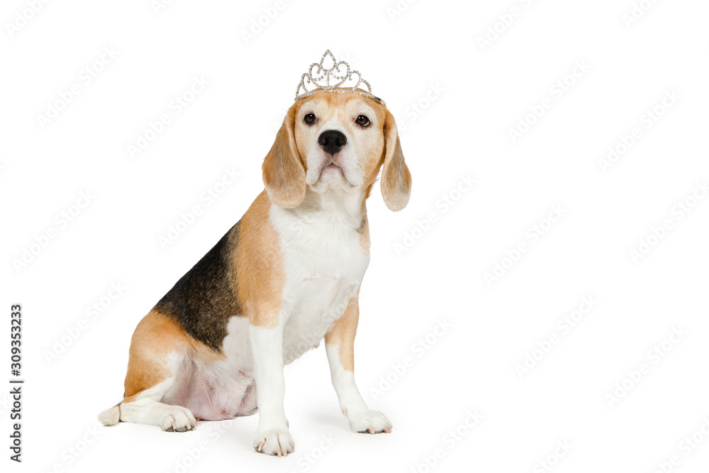 Purebred dog Beagle breed with a diadem.