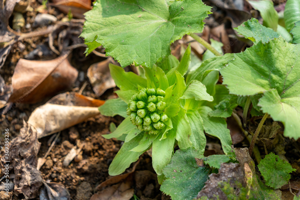 Flower of Giant Butterbur are bloom in Fukuoka prefecture, JAPAN. Flower of Giant Butterbur are bloom in Fukuoka prefecture, JAPAN.