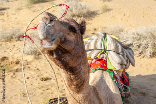 Camel doing faces in the Thar desert close from Jaisalmer, India