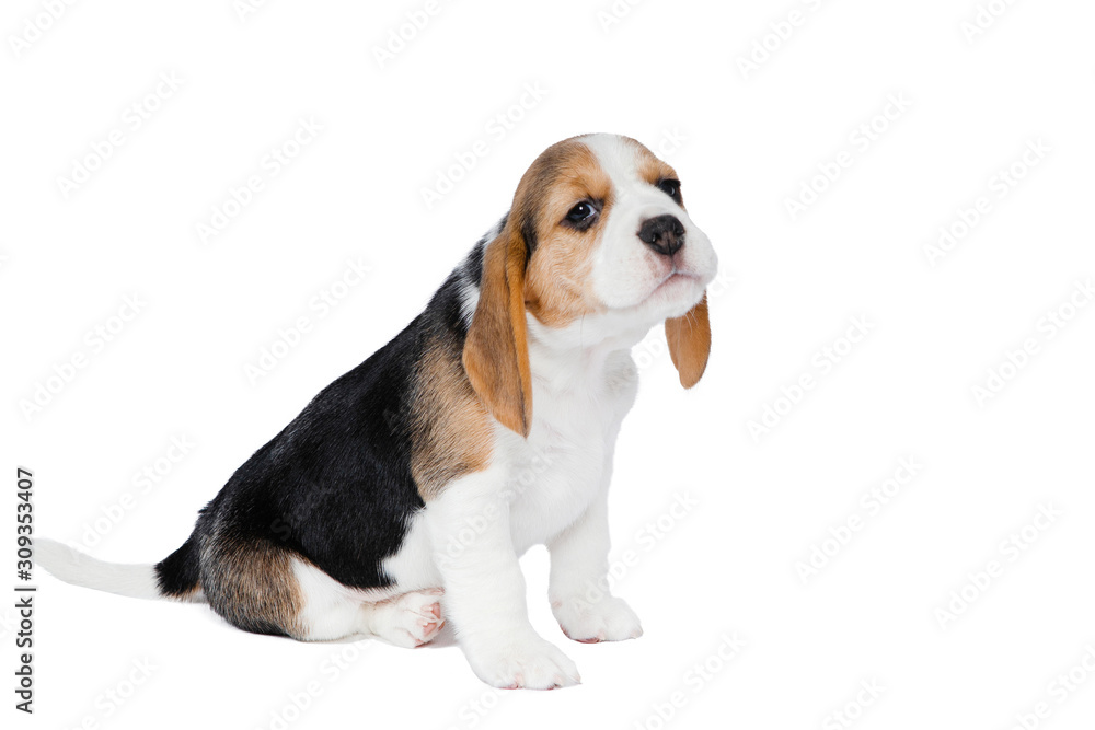 Puppy beagle on a white background. Puppy beagle on a white background.