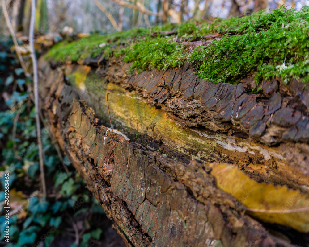 Mushrooms on the tree