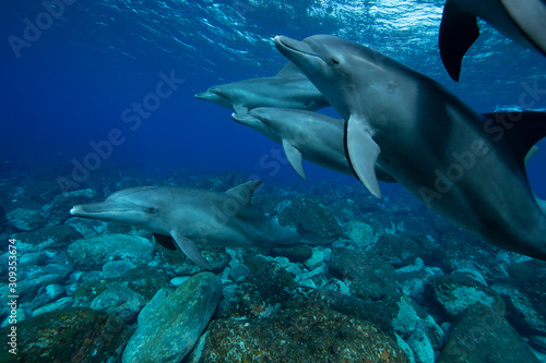 dolphin in the sea © 敏治 荒川