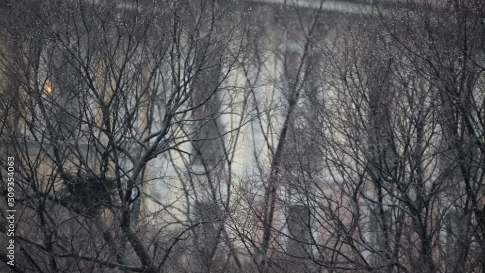 snow on the trees of the city snow on the trees of the city