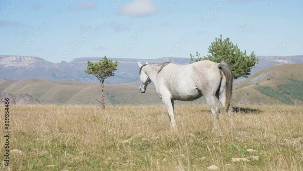 A white horse grazes in an alpine meadow surrounded. The farm. Horse breeding A white horse grazes in an alpine meadow surrounded. The farm. Horse breeding