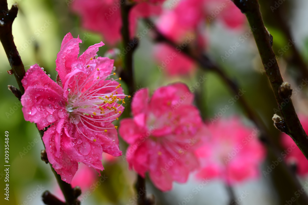 Fototapeta premium Peach flowers with rain drops in the lunar new year holiday