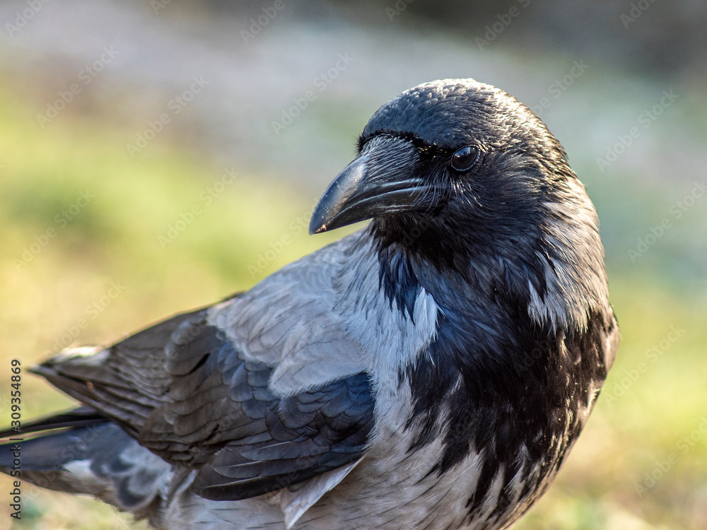 Obraz premium wrona siw