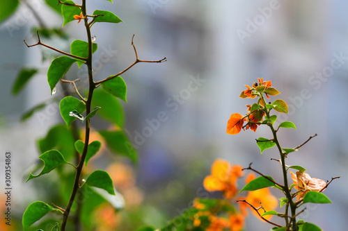 Orange flowers on the blur background in the sunset