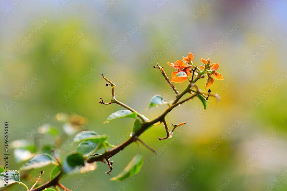 Orange flowers on the blur background in the sunset Orange flowers on the blur background in the sunset
