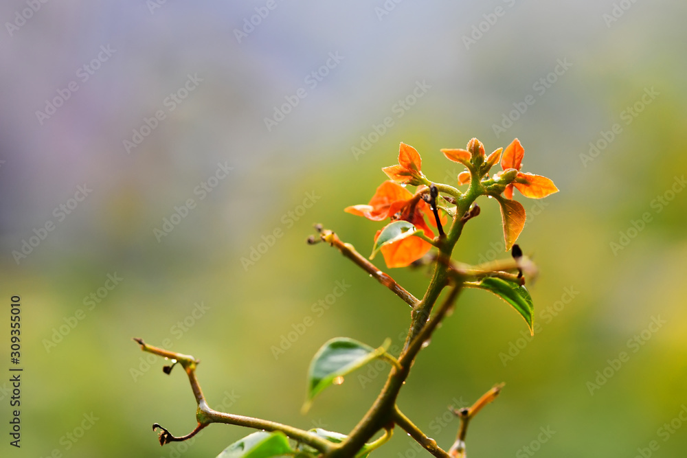 Orange flowers on the blur background in the sunset Orange flowers on the blur background in the sunset