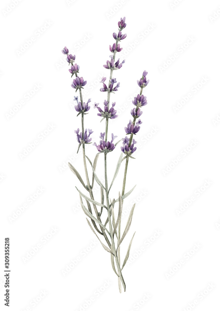 Obraz premium Beautiful watercolor floral bouquet with isolated lavanda flowers. Stock illustration.