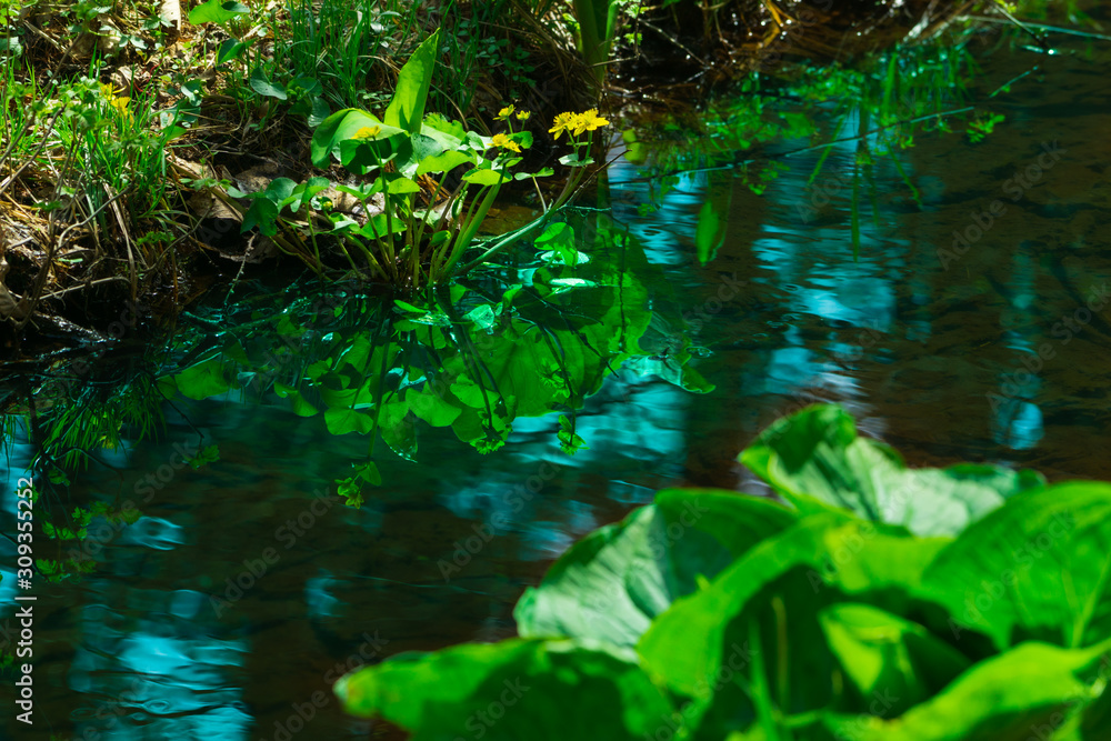 小川に咲くリュウキンカ