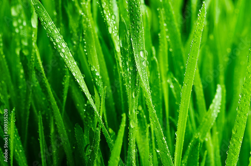 Wheat germ. Wheatgrass. Water drops on fresh leaves photo